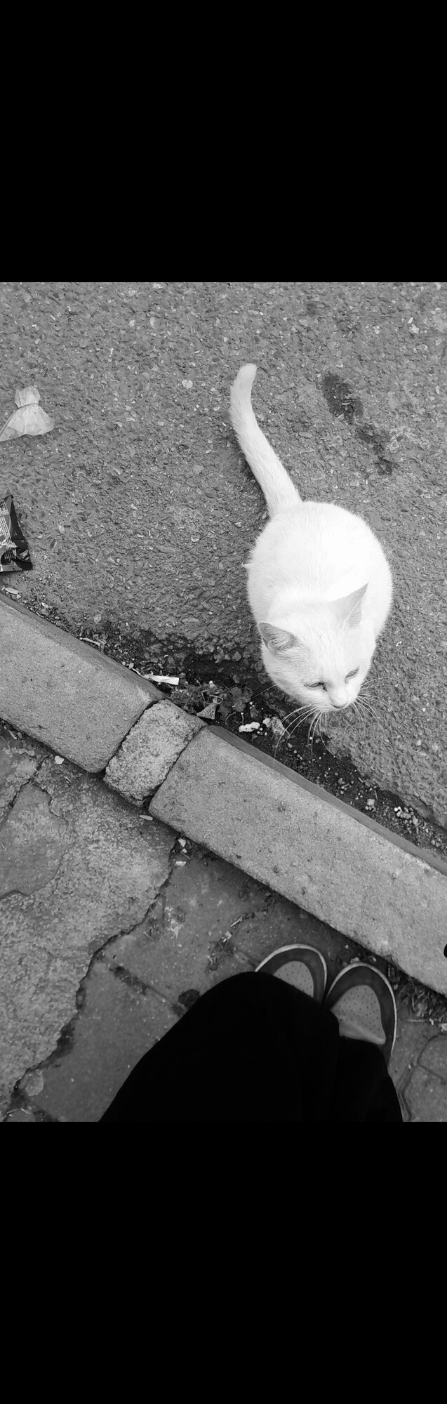 Kedi gördüğünde sevmeden durabilen var mı gerçekten?