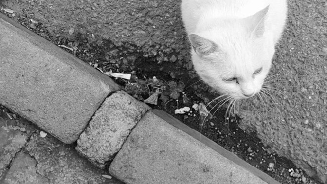 Kedi gördüğünde sevmeden durabilen var mı gerçekten?
