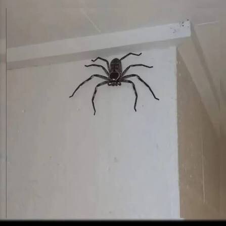 Gece yatmak için odanıza girdiniz bu fotodaki gibi bi örümcek gördünüz yatağın üzerinde ne yapardınız?