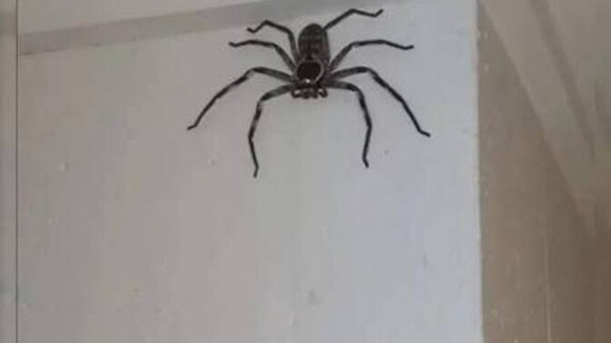 Gece yatmak için odanıza girdiniz bu fotodaki gibi bi örümcek gördünüz yatağın üzerinde ne yapardınız?