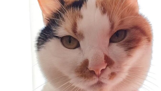 Bir insan hem çok sevip hem de aldatabilir mi, yoksa bu sadece bahane mi?
