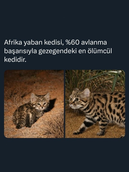 Bu tehlikeli tür için ne düşünüyorsunuz?