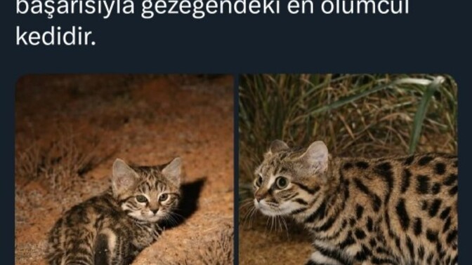 Bu tehlikeli tür için ne düşünüyorsunuz?