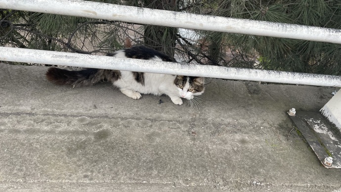 Sokak hayvanları ile aranız nasıl?