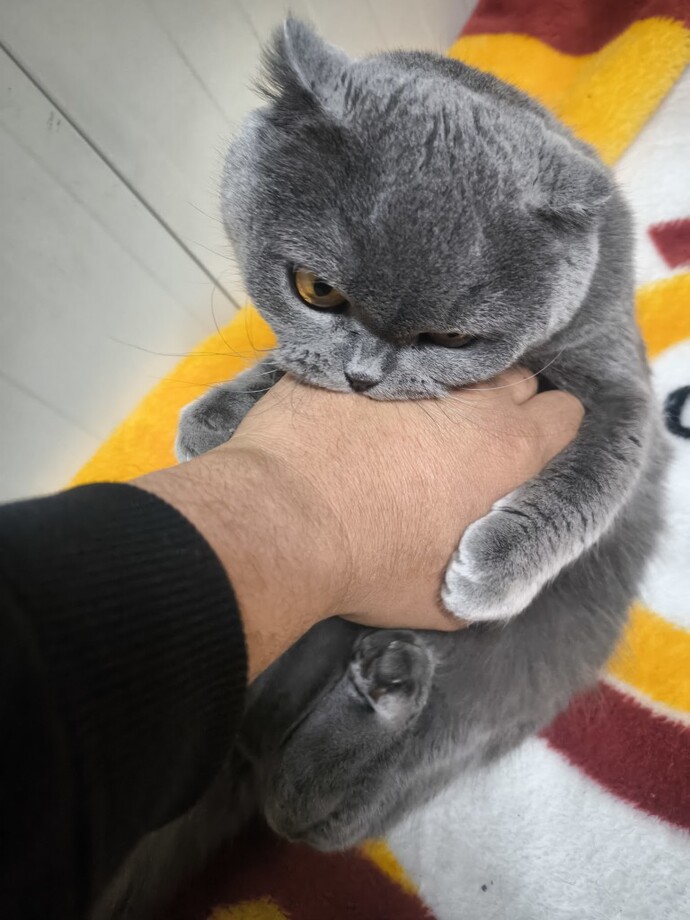 Temas bağımlılığınız ısırmak mıdır?