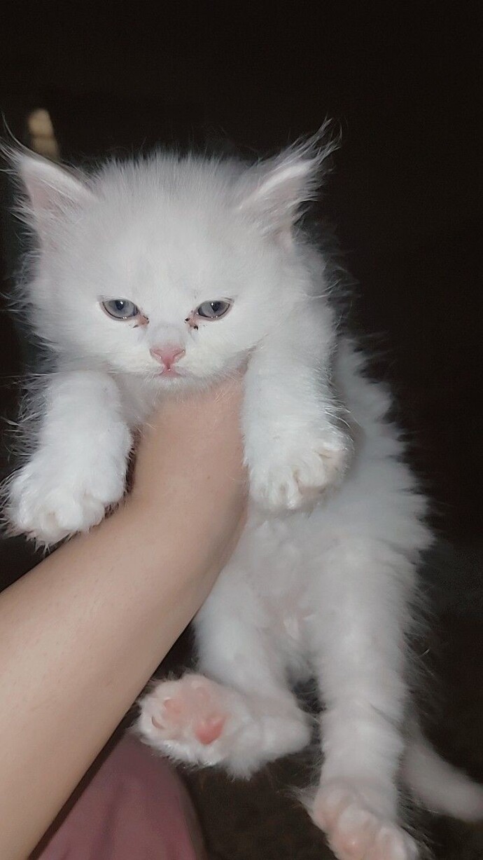 Yeni sahiplendiğim bu kedişin ismi ne olsun, hangi isim daha tatlı olur?