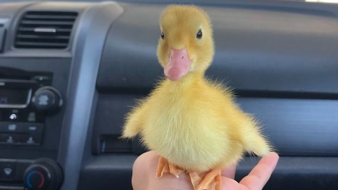 Yeni evcil hayvanımı nasıl buldunuz arkadaşlar? bi maşallah alırım 🤭🤭🤭?