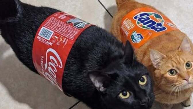 Kola mı fanta mı?