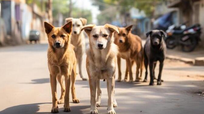 İstanbul Valiliği'nin sokak köpeklerini Mayıs sonuna kadar toplatma kararı hakkında ne düşünüyorsunuz?