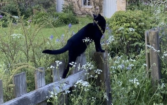 Vezir kedi