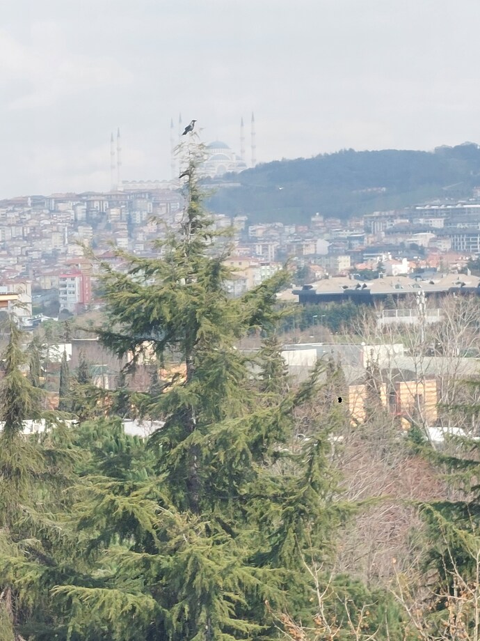 Başrolde denge uzmanı kartal var