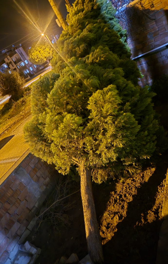 Hiç, diktiğiniz fidanın ağaç oluşuna şahit oldunuz mu?