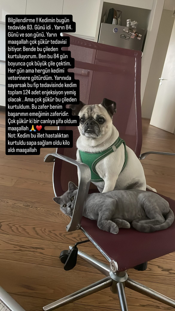 Kedimi 84 gün boyunca doktora götürerek onu fip hastalığından kurtardım. Sizce ben gerçek bir kahraman mıyım?