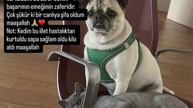 Kedimi 84 gün boyunca doktora götürerek onu fip hastalığından kurtardım. Sizce ben gerçek bir kahraman mıyım?