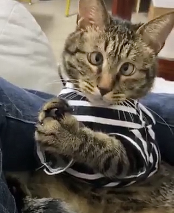 Aşırı tatlı değil mi?