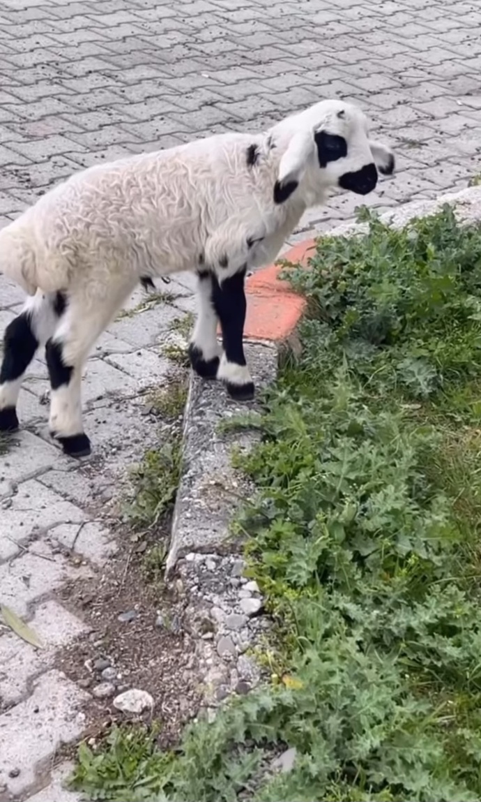 Ekmek almaya giderken böyle bir şey buldum kimse görmeden eve götürsem olur mu?