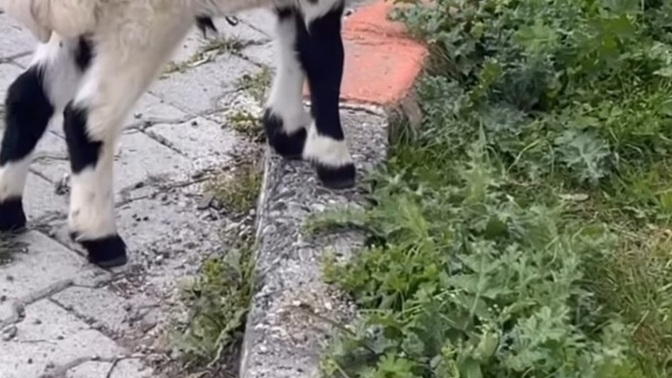 Ekmek almaya giderken böyle bir şey buldum kimse görmeden eve götürsem olur mu?