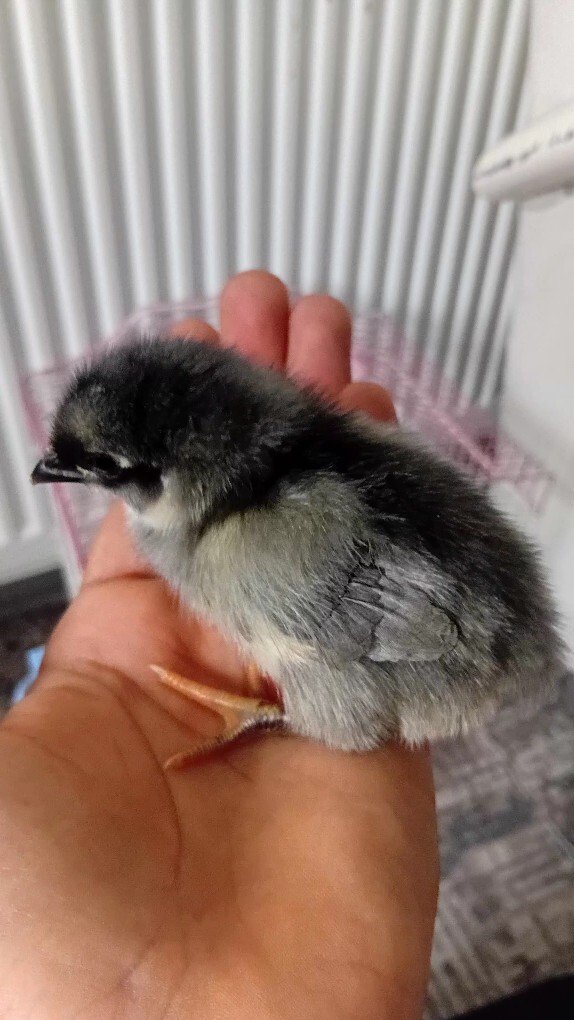 Sizinde evcil hayvanınız var mı, varsa aranızdaki sevgi ve bağ nasıl?