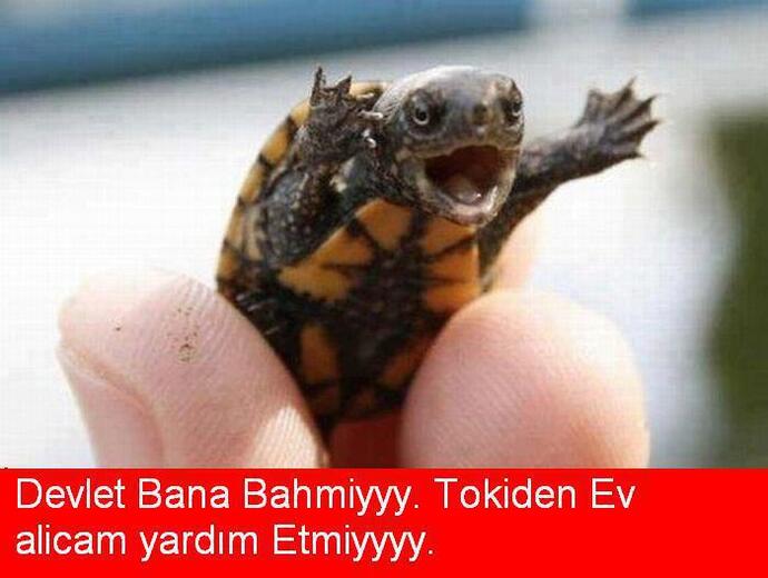 Topluma uyum sağlamayan grupların devlet suçlamaları?