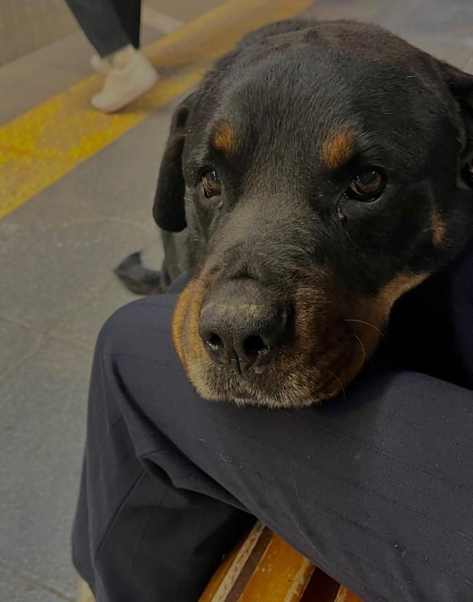 Köpeklerden korkuyor musunuz?