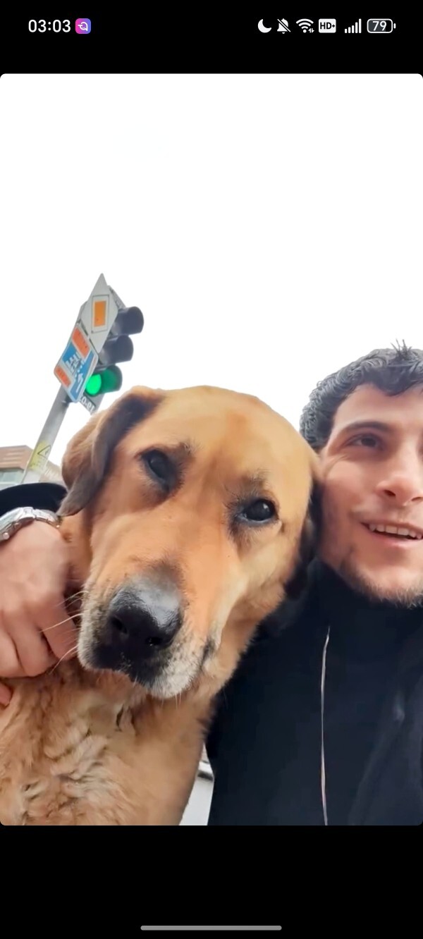 Köpeklerden korkuyor musunuz?