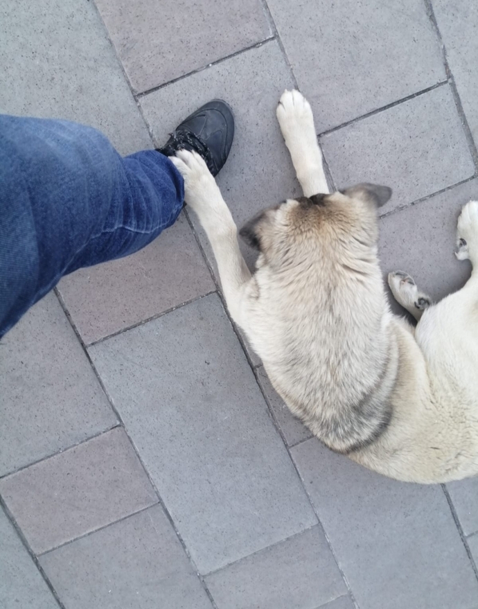 Köpeklerden korkuyor musunuz?