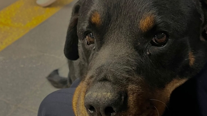 Köpeklerden korkuyor musunuz?