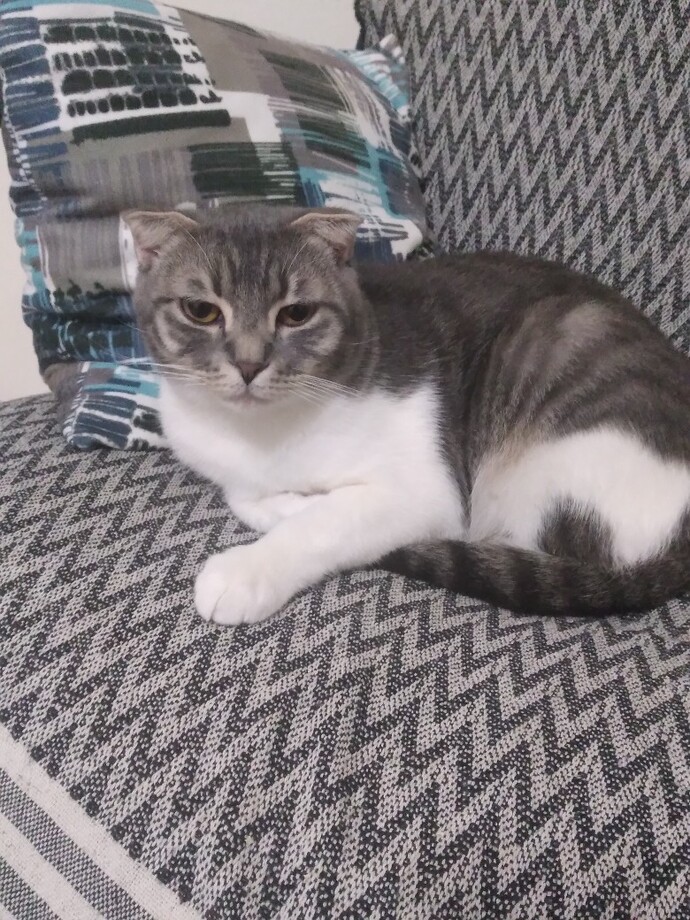 Dişi kedi kızan olunca koku bırakır mı?