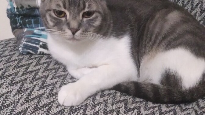 Dişi kedi kızan olunca koku bırakır mı?