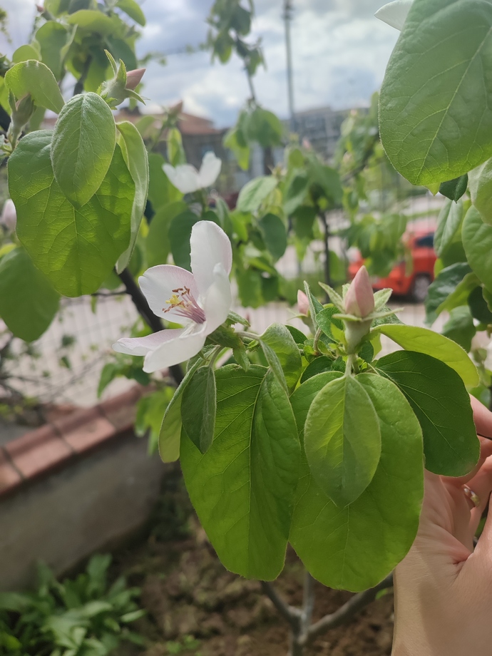 Bahçemde bahar 🌸🌺🌼🏵️