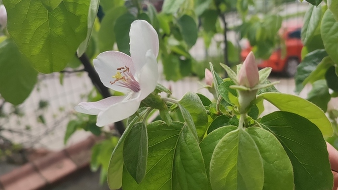 Bilin bakalım bu ne ağacı 😋?