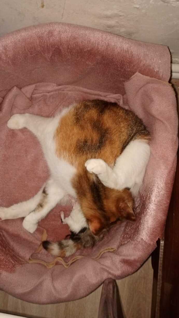 Kedi doğuruyor çok heyecanlıyım ne yapmalıyım? ( 9 Nisan  mucizeleri )?