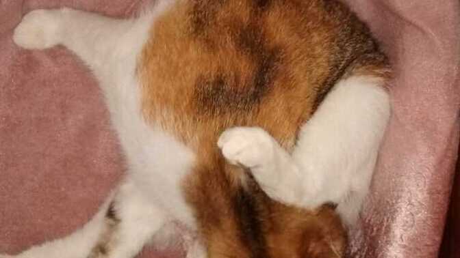 Kedi doğuruyor çok heyecanlıyım ne yapmalıyım? ( 9 Nisan  mucizeleri )?