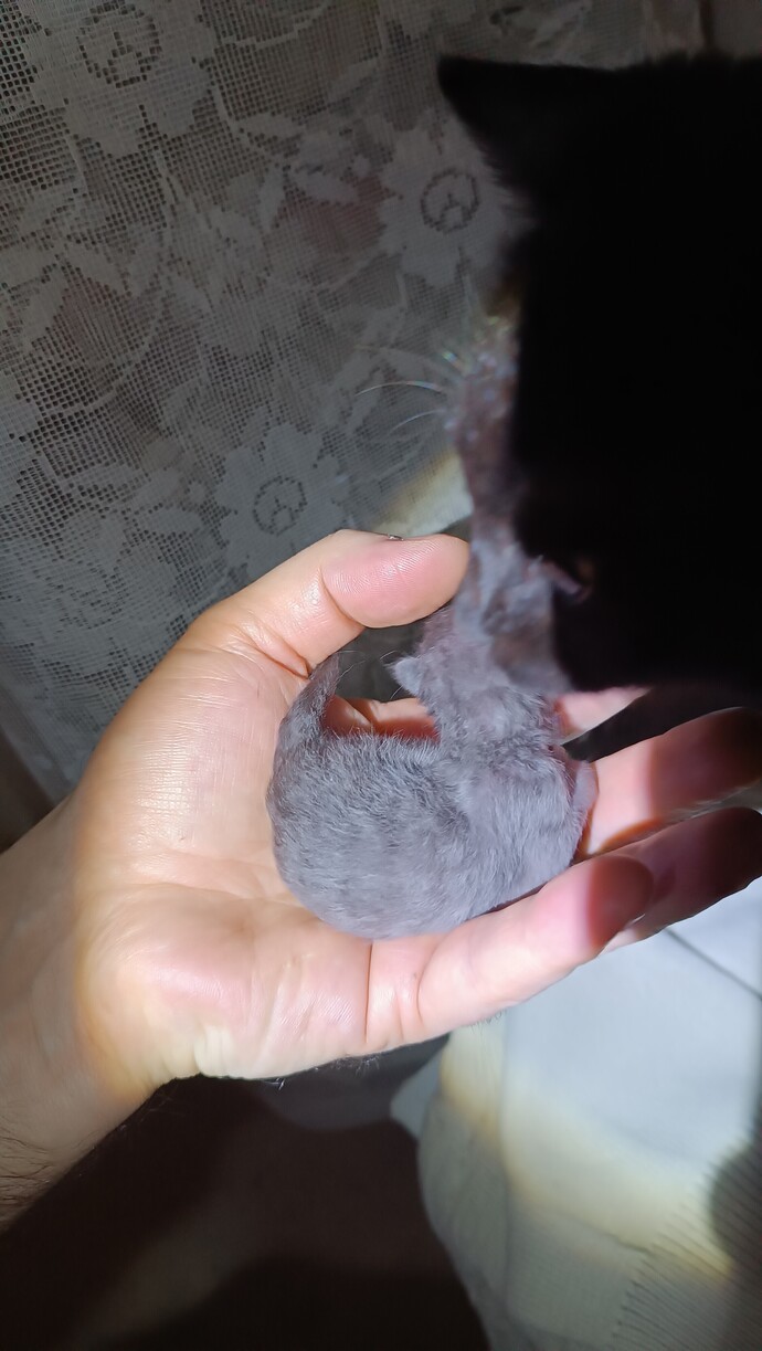 Siyah kedimin bir yavrusu böyle. Acaba cins kedi ile mi çiftleşmiş?