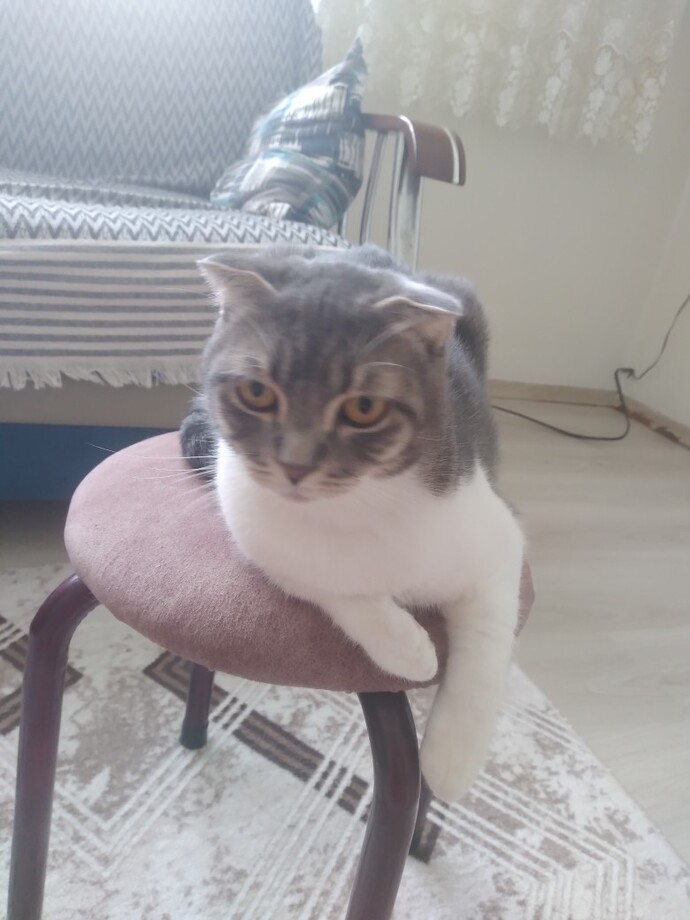 Her gün etli mama yiyen kedilerime dürümümdeki tavuktan göz hakkı vermeli miyim?