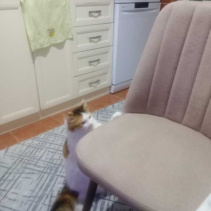 Her gün etli mama yiyen kedilerime dürümümdeki tavuktan göz hakkı vermeli miyim?