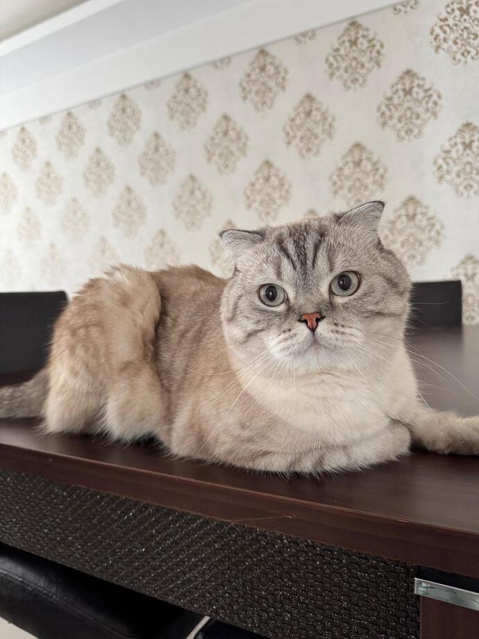 En son kime miyavvladınızz?