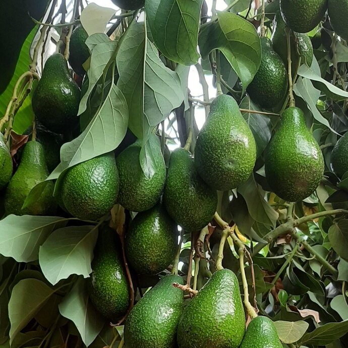 Avokado yer misin? 🥑 ?