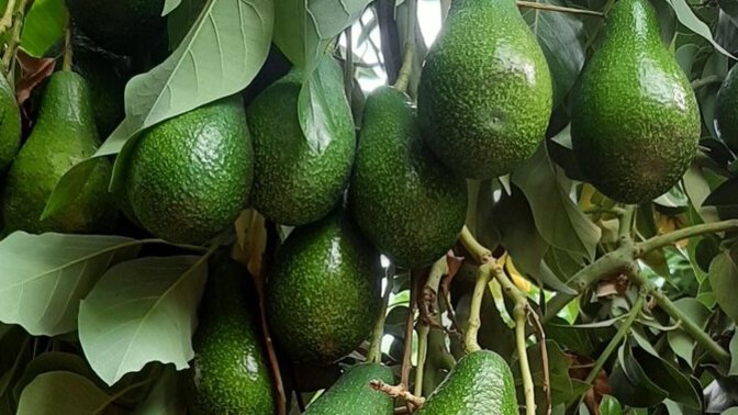 Avokado yer misin? 🥑 ?