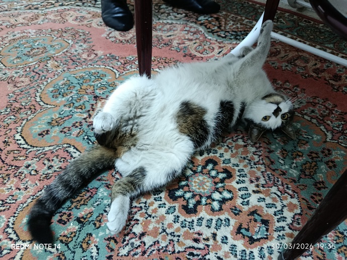 Tek yaşıyorum, bir kedi sahiplenmek ruh halime gerçekten iyi gelir mi?