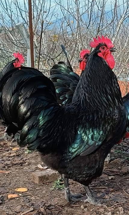 Erkeğin baskın olanı mı makbuldür?