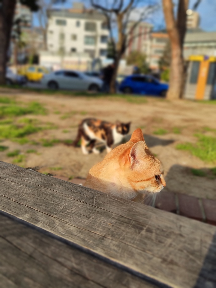 Hayatınızı tek bir kişi ile geçirmek gibi bir hayaliniz var mı?