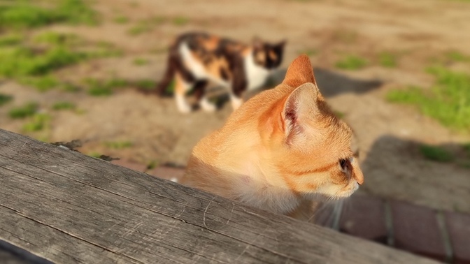 Hayatınızı tek bir kişi ile geçirmek gibi bir hayaliniz var mı?