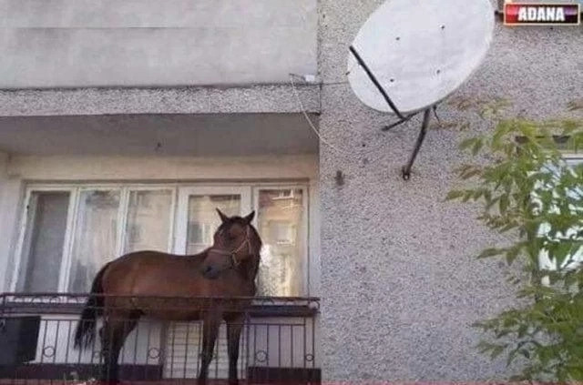 En büyük kariyer hayaliniz nedir?
