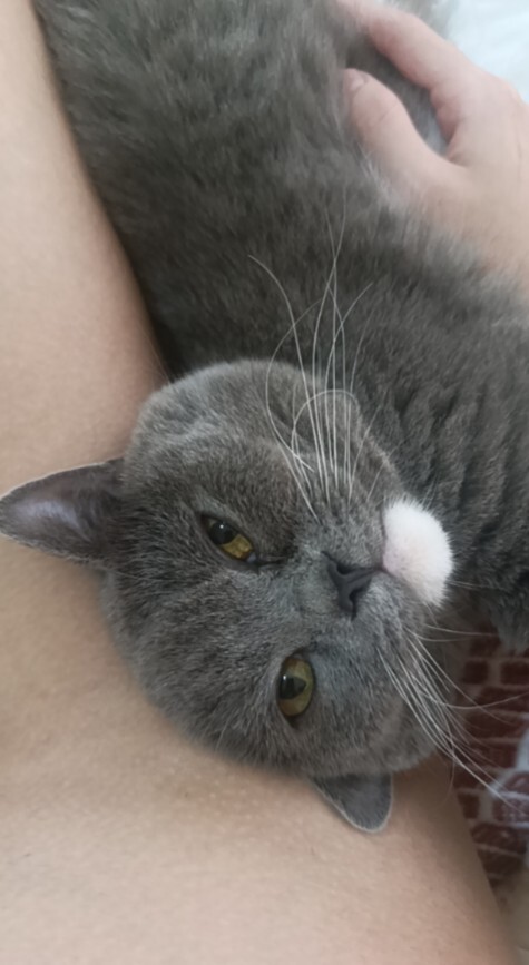 British Shorthair cinsi erkek kedim Duman’ı yakında barınağa bırakacağım. Onun yerine ne tür bir hayvan almalıyım?