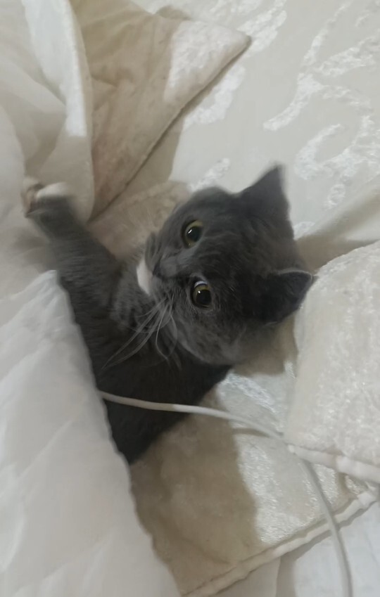 British Shorthair cinsi erkek kedim Duman’ı yakında barınağa bırakacağım. Onun yerine ne tür bir hayvan almalıyım?