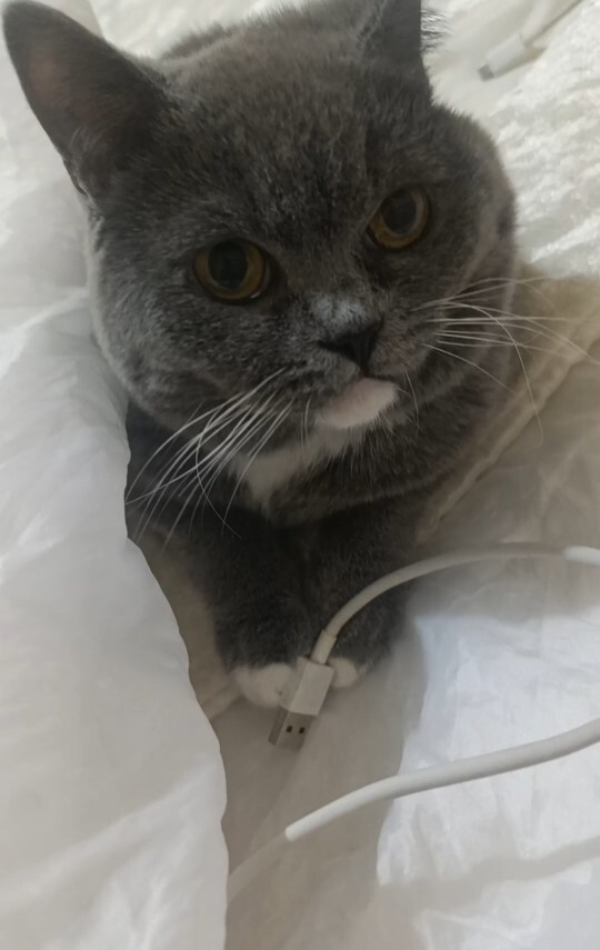 British Shorthair cinsi erkek kedim Duman’ı yakında barınağa bırakacağım. Onun yerine ne tür bir hayvan almalıyım?
