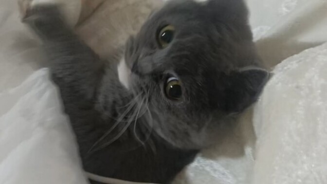 British Shorthair cinsi erkek kedim Duman’ı yakında barınağa bırakacağım. Onun yerine ne tür bir hayvan almalıyım?