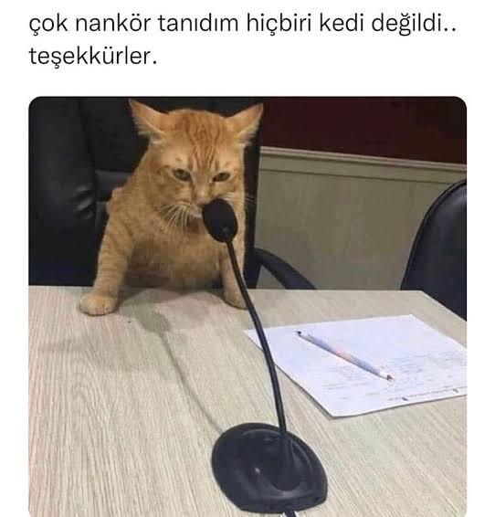 Nankör olan Kediler mi yoksa insanlar mı?