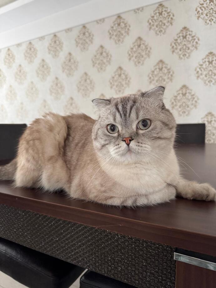 Kedim zayıf mı, ideal kilosunda mı? Yetişkin kediye sağlıklı kilo aldırma mümkün mü?